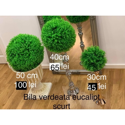 Bila eucalipt scurt diametru 50 cm