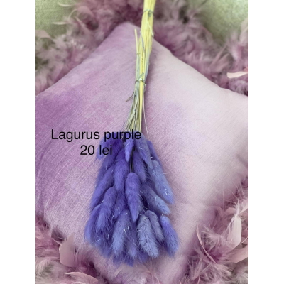 Buchet lagurus uscat Purple