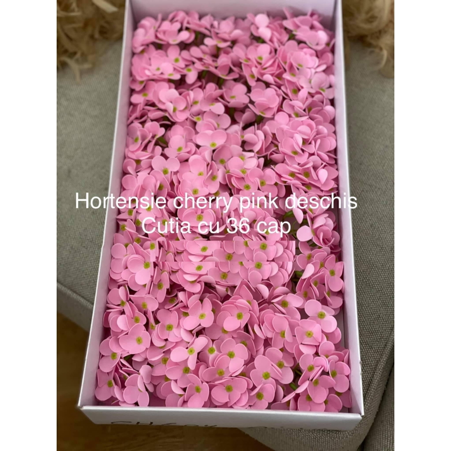 Hortensie sapun chery pink deschis