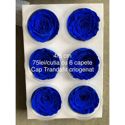 Trandafiri Criogenați albastru regal (8 capete 4 cm)