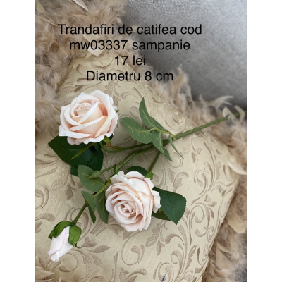 Trandafiri de catifea cod mw03337 sampanie