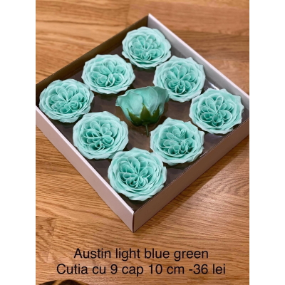 Trandafiri de sapun Austin light blue green