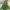 Buchet floarea miresei uscata cod 17 verde lungime 80-100 cm