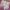 Crenguță frunze palmier alb